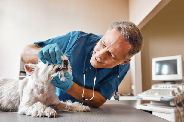 Best Root Canal Emergency Dentist  in Pablo, MT